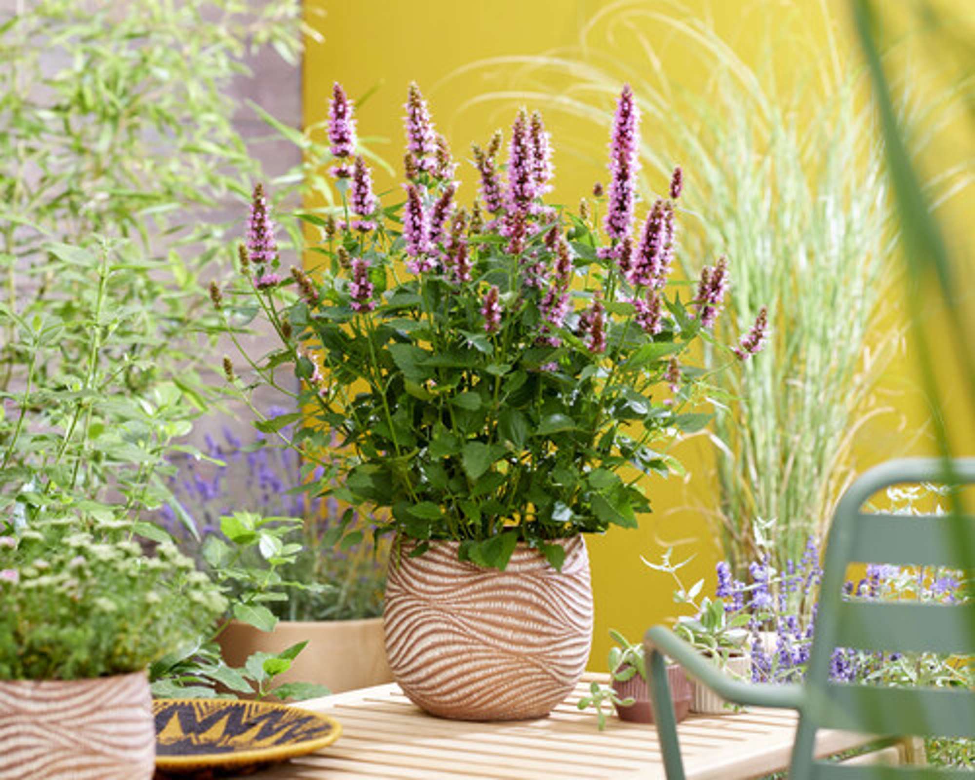 Anisört 'Beelicious Pink'